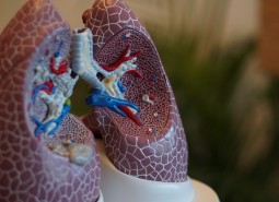 Na zdjęciu zamieszczono płuca